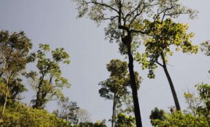 Vídeo de sensibilização descreve luta para preservar Estação Ecológica de Fechos