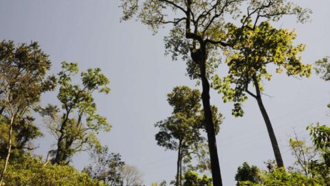 Vídeo de sensibilização descreve luta para preservar Estação Ecológica de Fechos