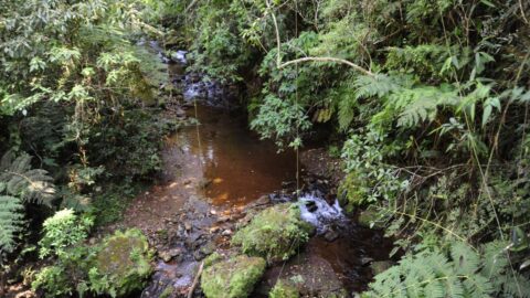 Estação Ecológica de Fechos está em área reconhecida como Reserva da Biosfera