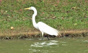 Espécies de fauna típicas da Lagoa da Pampulha são tema de palestra