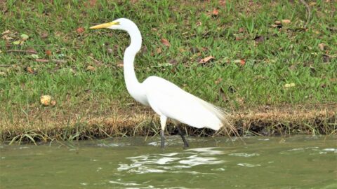 Espécies de fauna típicas da Lagoa da Pampulha são tema de palestra Espécies de fauna típicas da Lagoa da Pampulha são tema de palestra