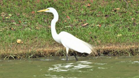 Espécies de fauna típicas da Lagoa da Pampulha são tema de palestra