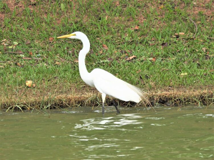 Espécies de fauna típicas da Lagoa da Pampulha são tema de palestra