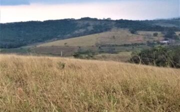 Execução de Projeto Técnico de Reconstituição da Flora