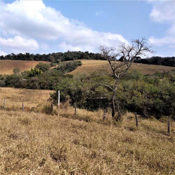 Execução de Projeto Técnico de Reconstituição da Flora