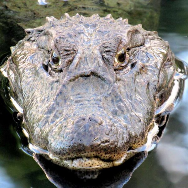 Fiscalização e Monitoramento da Lagoa da Pampulha