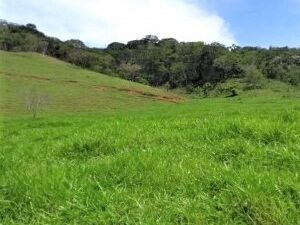 Diagnósticos e Projetos em Imóveis Rurais na Bacia Hidrográfica do Rio Doce